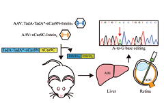 黄军就团队开发碱基编辑递送创新技术，实现降脂基因药和眼科疾病治疗的概念验证