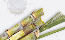 因高效合成青蒿素“C位出道”，合成生物学开山鼻祖Amyris能否追回往日辉煌？【合成生物学系列案例】