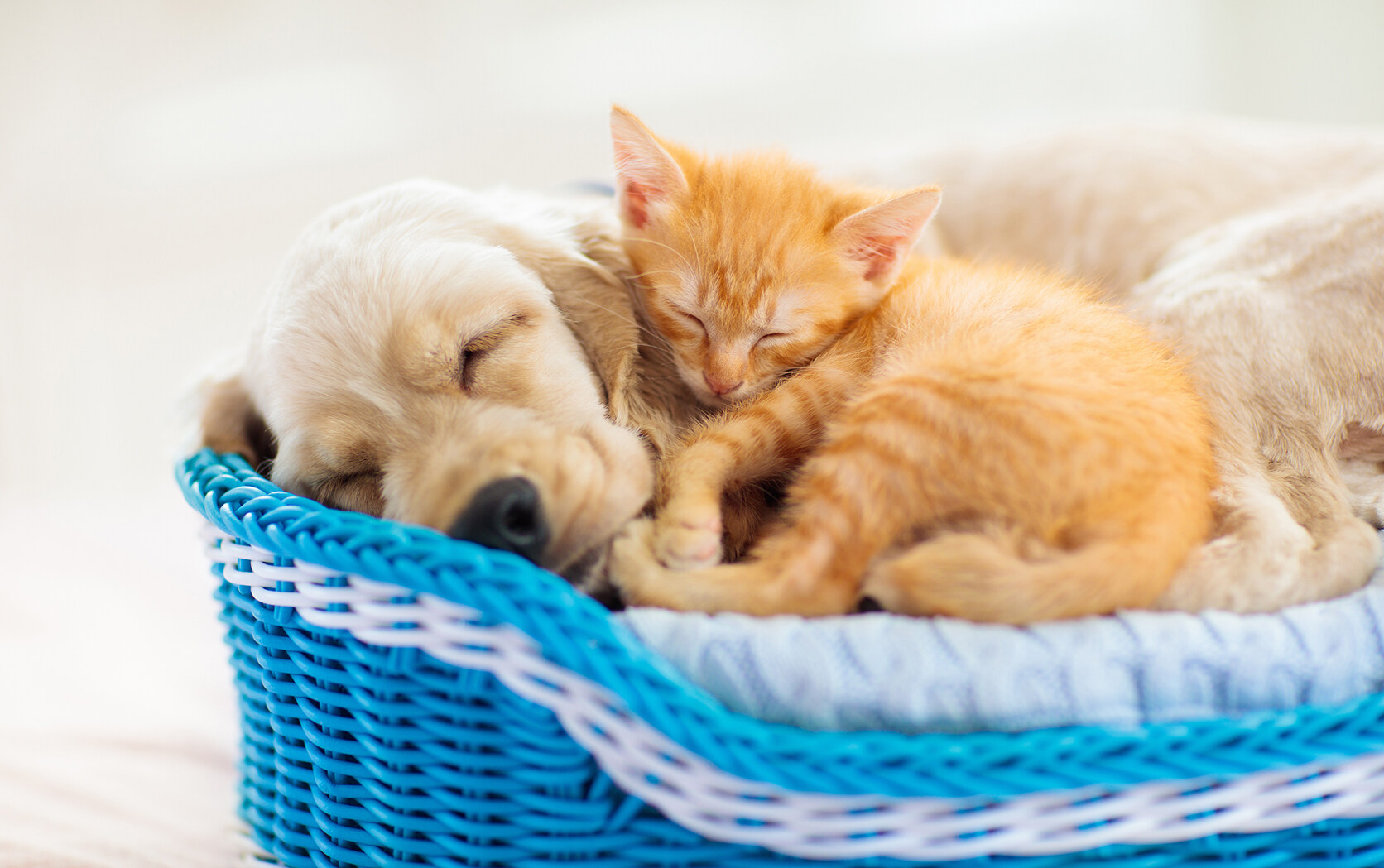 【首发】新动生物宣布完成数千万天使轮融资，深耕宠物药评价服务，助力宠物创新药开发